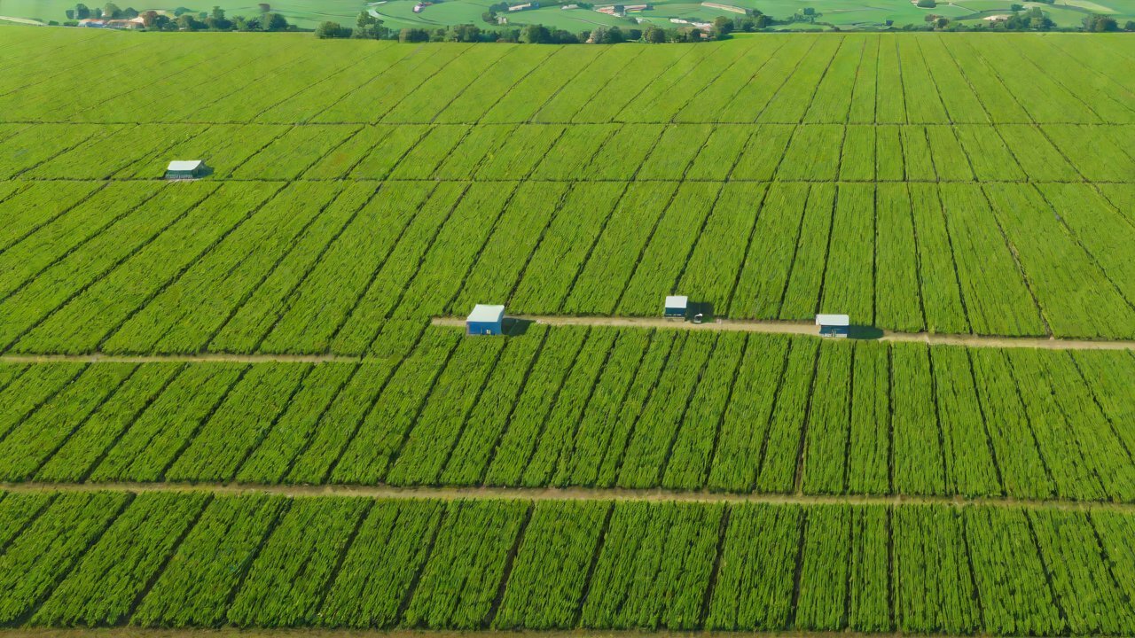 Technical Perspectives: The Role of AI and Machine Learning