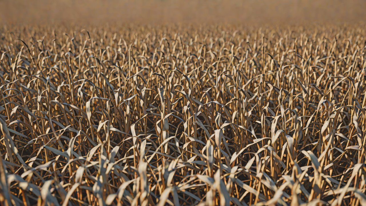 What is the significance of deep soil moisture data for yield prediction during the corn jointing stage?