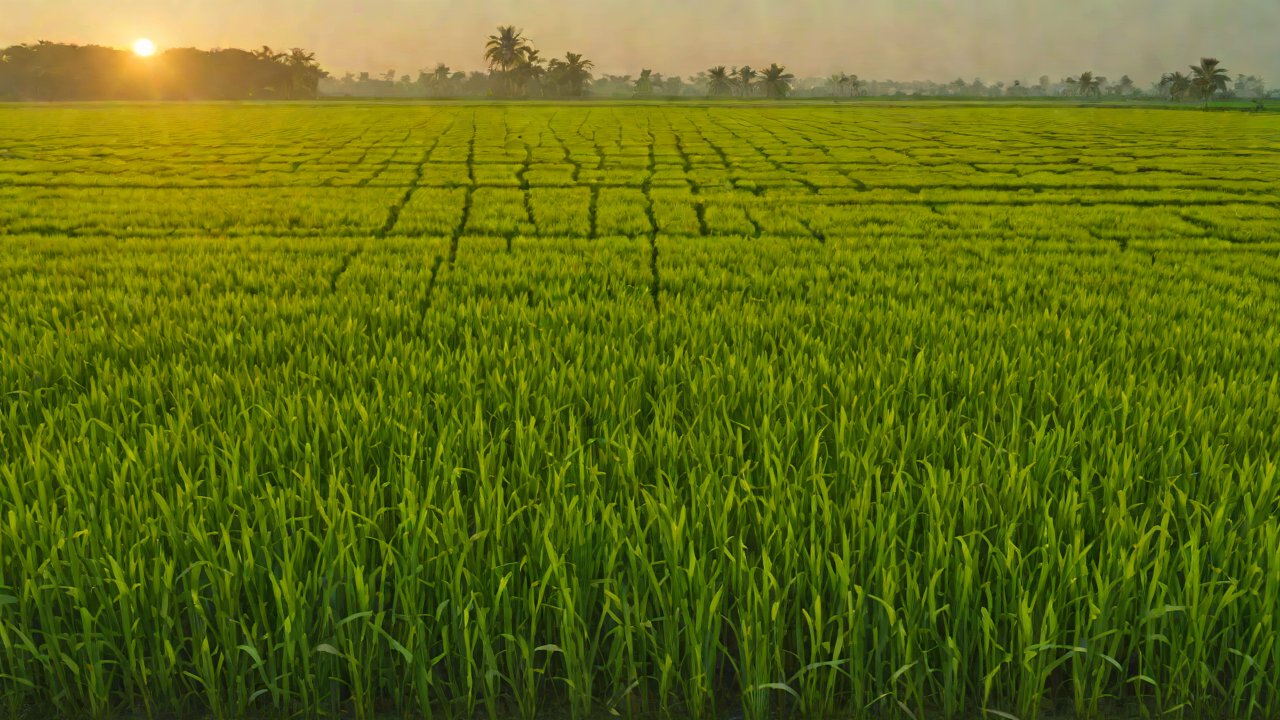 For paddy field operations, what interference does the downdraft wind field from drones cause to rice pollination?