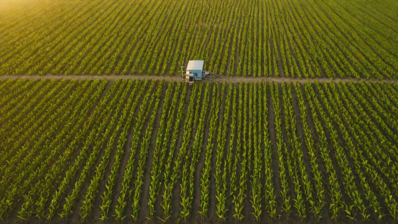 How do expert systems combine soil moisture and pest/disease models for comprehensive judgment?