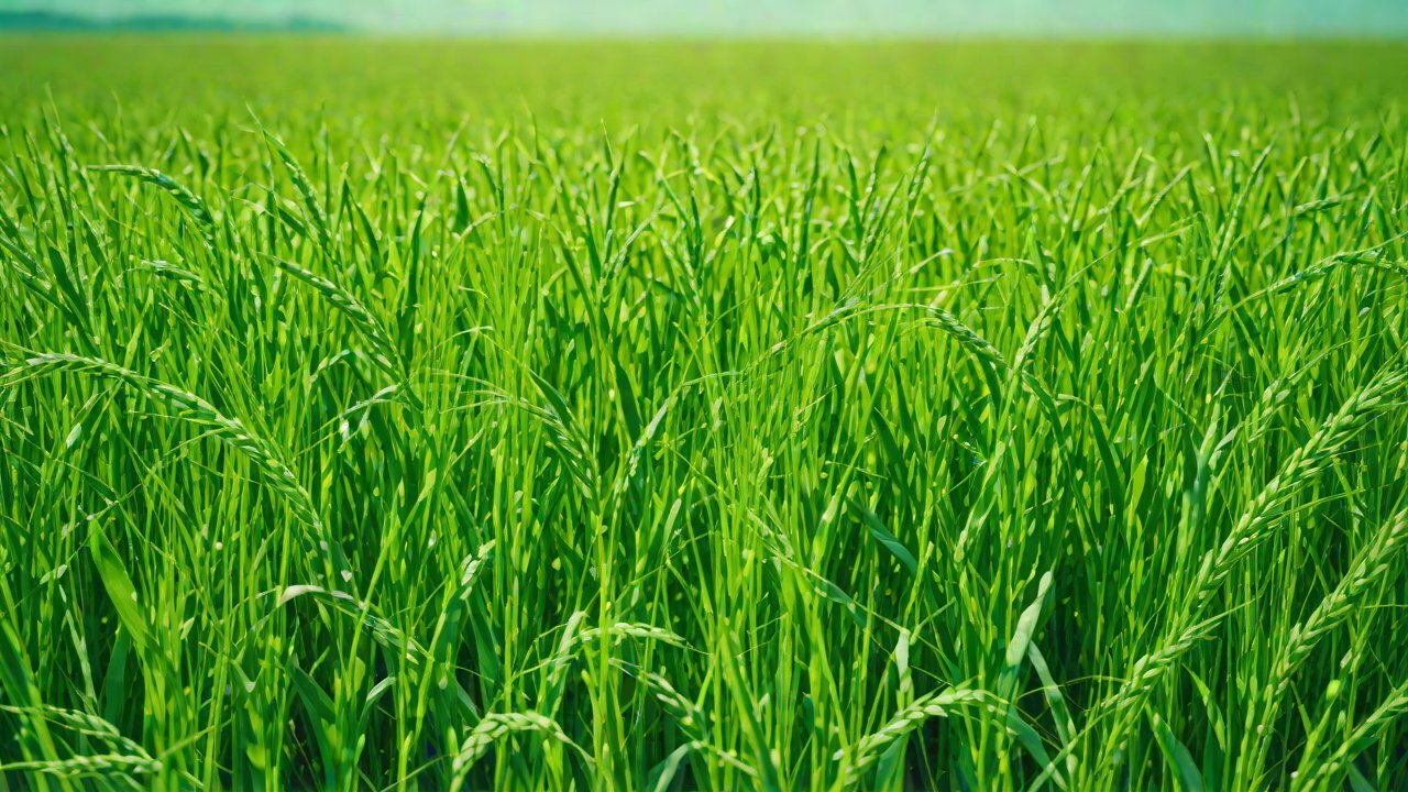 Precision Irrigation Systems and Their Adoption