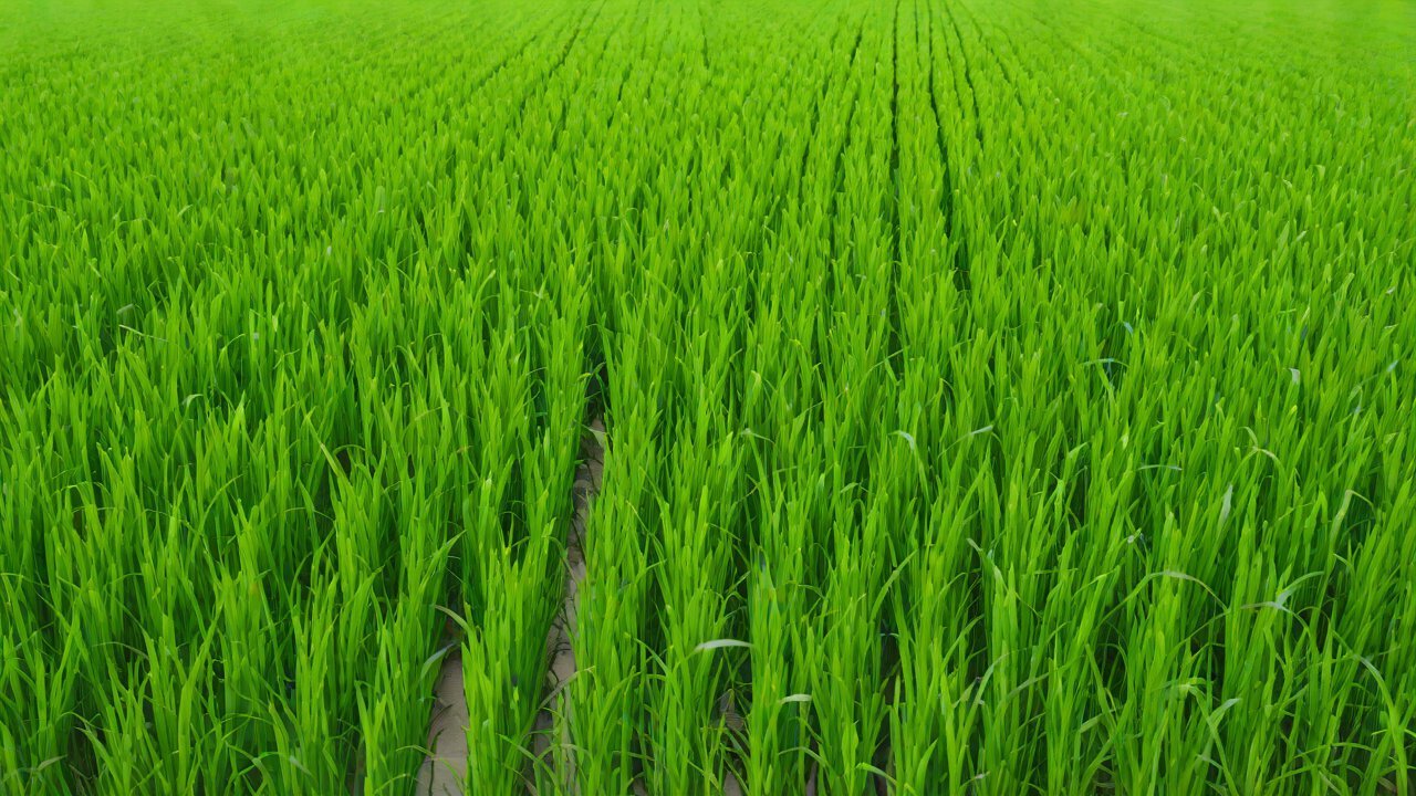 Market Data and Technological Advancements