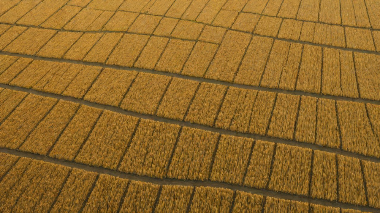 AIGC Applications in Precision Agriculture