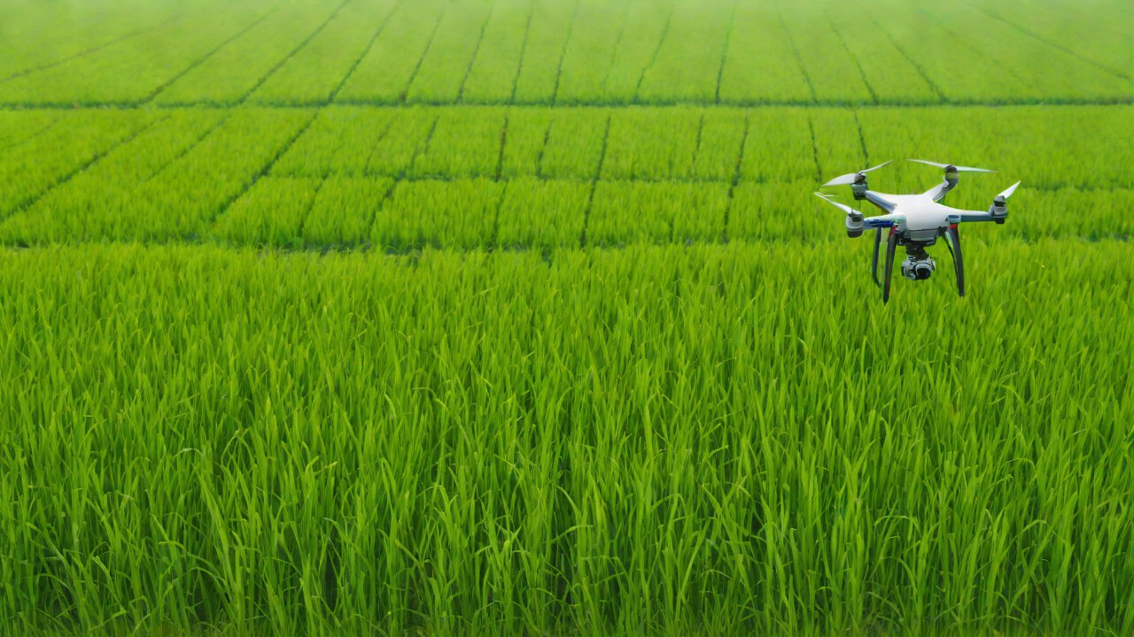 Interference with Rice Pollination