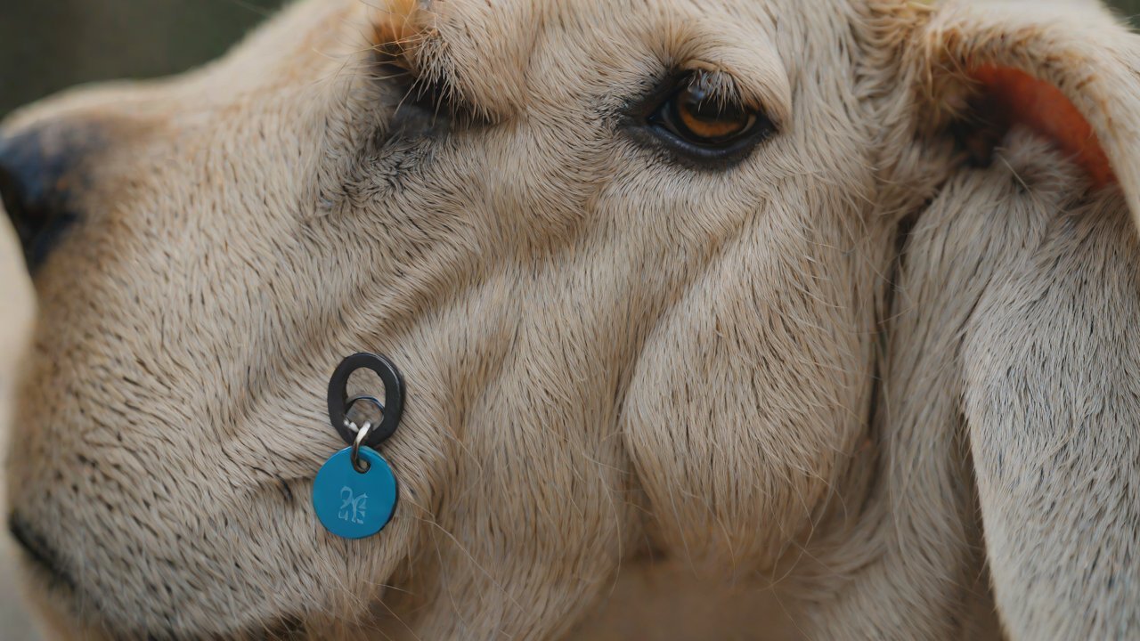 Technical Feasibility