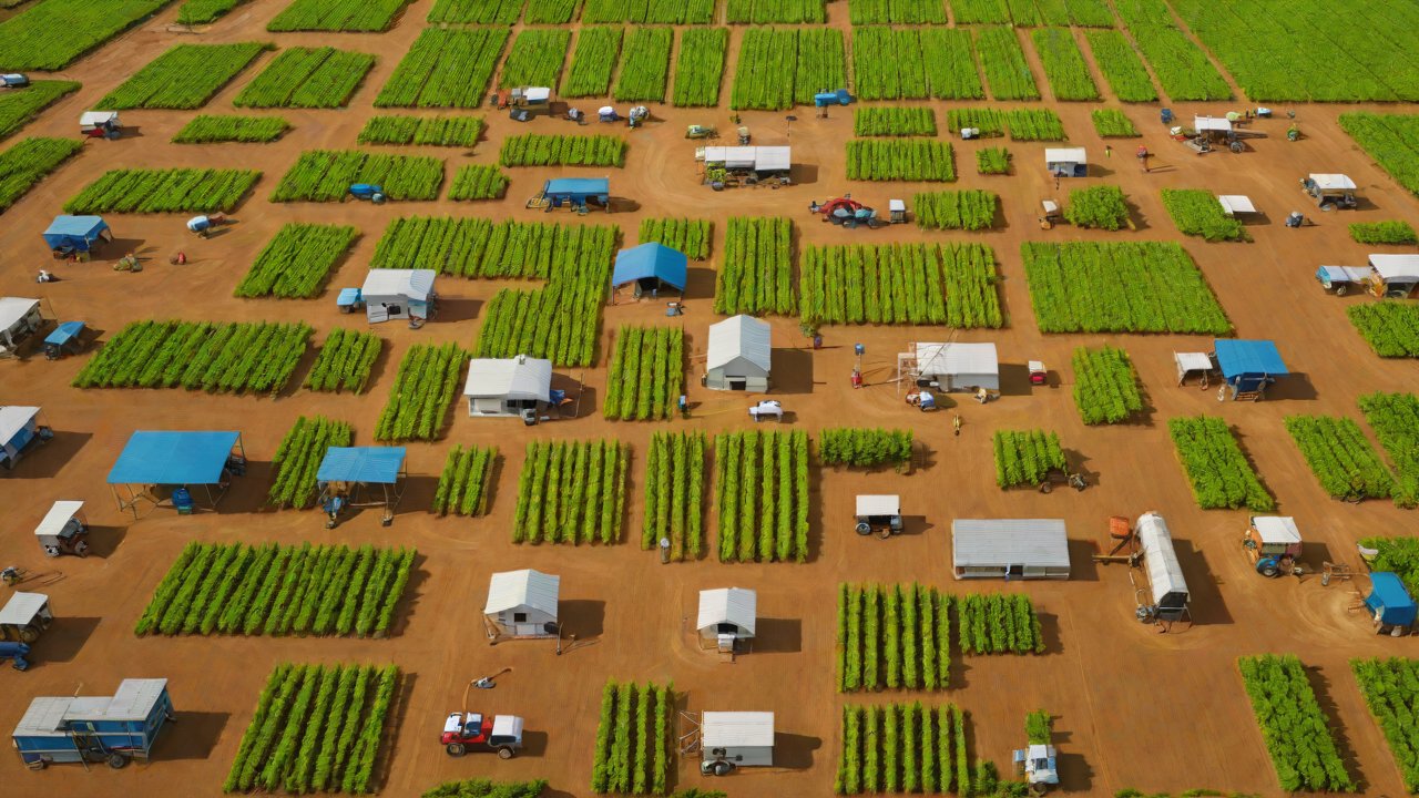 Top 5 Companies Focusing on Agricultural IoT in Madagascar