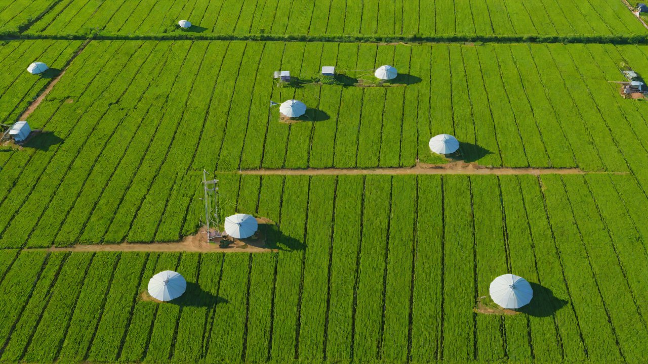 The Role of IoT in Agriculture